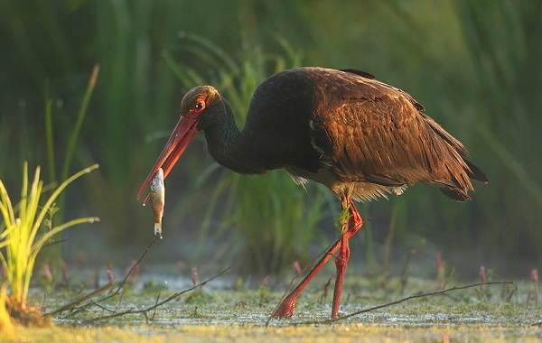 Аист-птица-Описание-особенности-вида-и-среда обитания-для-аиста-21