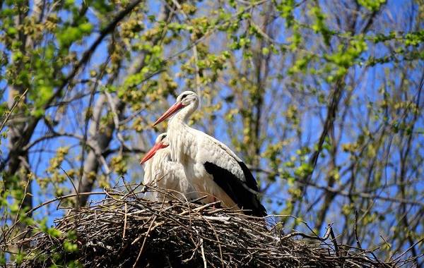 Описание-особенности-вида-и-среды обитания-аиста-22
