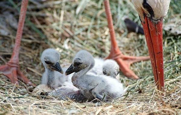 Описание-особенности-вида-и-среды обитания-аиста-23