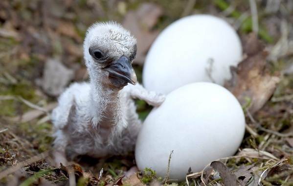 Описание-особенности-вида-и-среды обитания-аиста-24