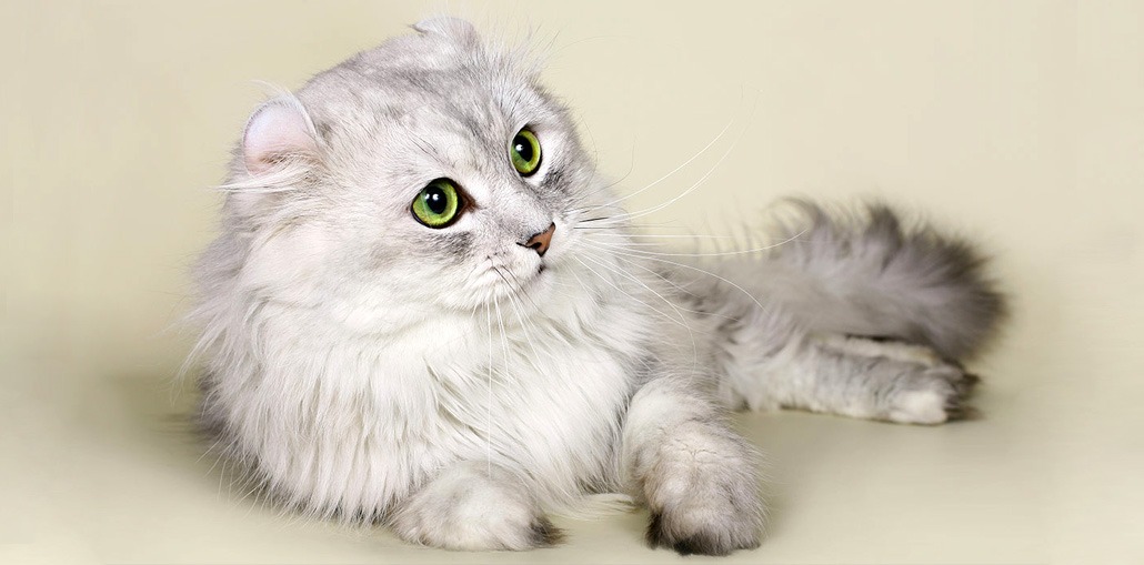 Американский керл