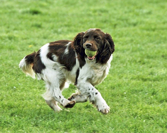 Beskrivelse av rasen Kjennetegn