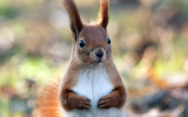 НА земле, самые страшные враги для белки – лисицы и волки