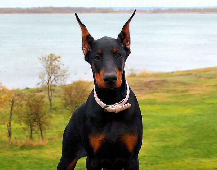 Immunsystemet Varighet