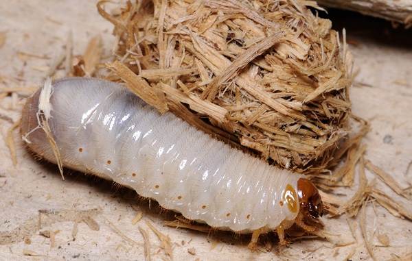 Бронзовка-жук-Описание-особенности-вид-и-среда обитания-жук-бронзовка-14