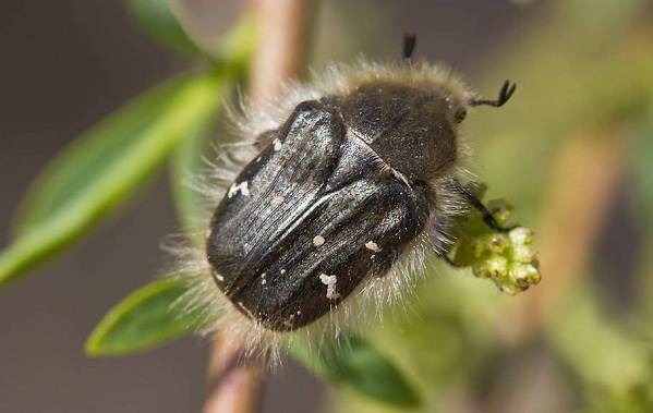 Бронзовка-жук-Описание-особенности-вид-и-среда обитания-жук-бронзовка-15