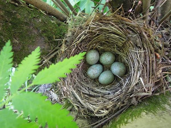 Описание-особенности-кормления-и-размножения-черной птицы-черной птицы-птицы-1