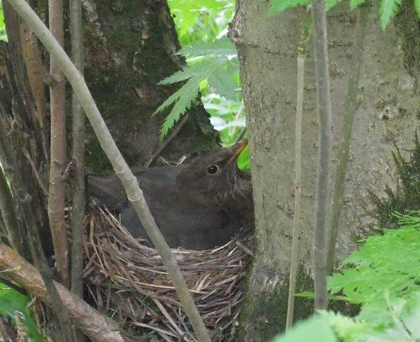 Black-bird-bird-Description-особенности-кормление-и-размножение-черной-птицы-10