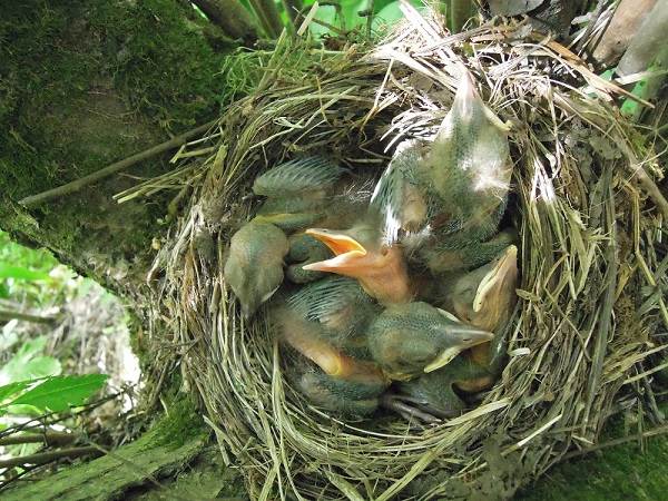 Описание-характеристик-кормления-и-размножения-черной птицы-черной птицы-11