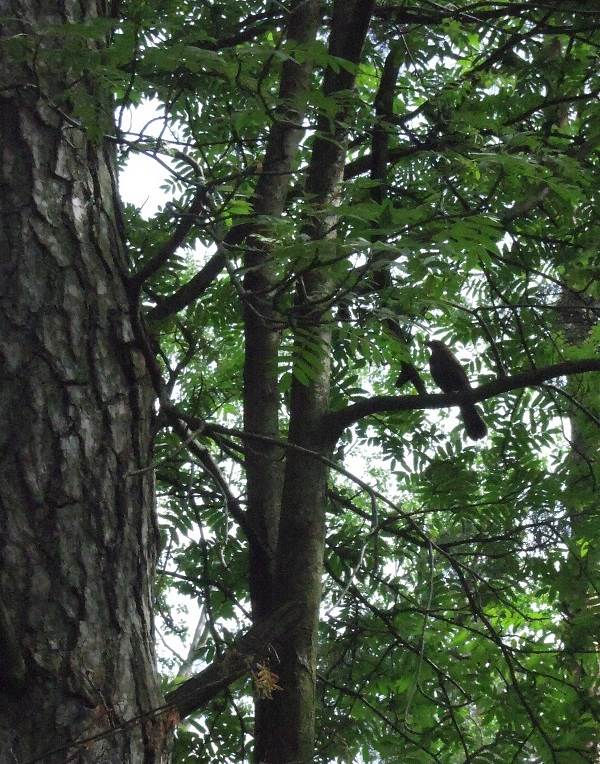 Black-bird-bird-Description-особенности-кормление-и-размножение-черной-птицы-12