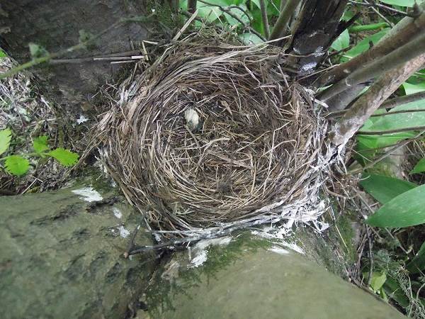 Black-bird-bird-Description-особенности-кормление-и-размножение-черной-птицы-14