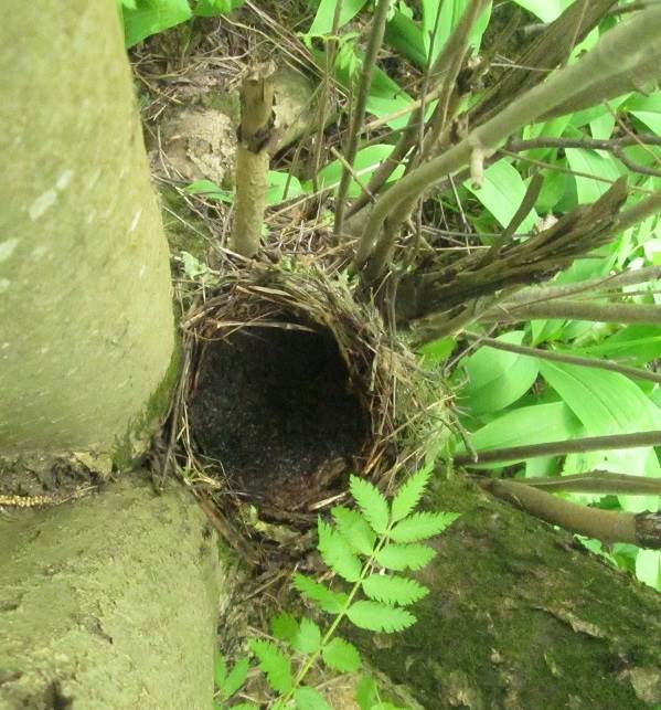 Black-bird-bird-Description-особенности-кормление-и-размножение-черной-птицы-15