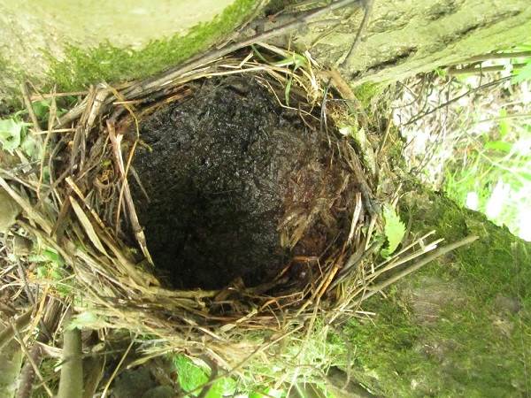 Черная птица-птица-Описание-особенности-кормление-и-размножение-черная-птица-16