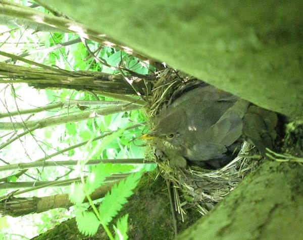 Черная птица-птица-Описание-особенности-кормление-и-размножение-черная-птица-17