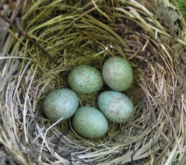 Черная птица-птица-Описание-особенности-кормление-и-размножение-черная-птица-2