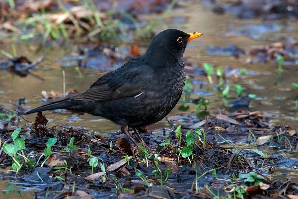 Черная птица-птица-Описание-особенности-кормление-и-размножение-черной птицы-20