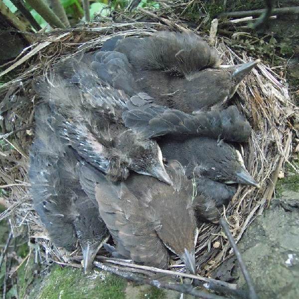 Black-bird-bird-Description-особенности-кормление-и-размножение-черной-птицы-23