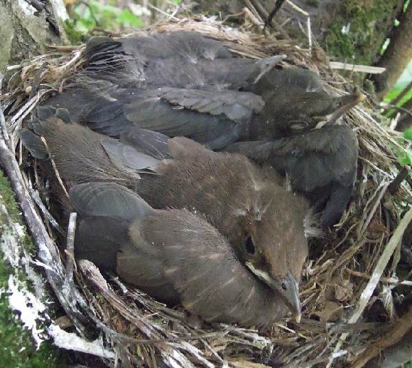 Black-bird-bird-Description-особенности-кормление-и-размножение-черной-птицы-24