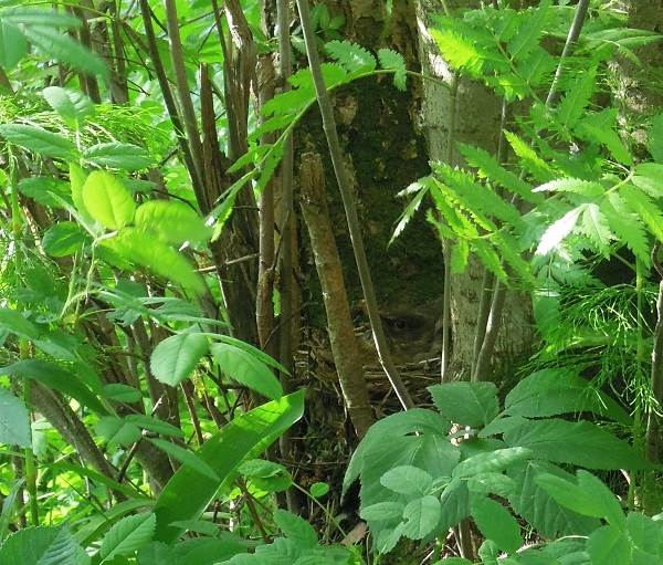 Black-bird-bird-Description-особенности-кормление-и-размножение-черной-птицы-3