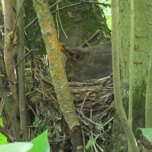 Черная птица-птица-Описание-особенности-кормление-и-размножение-черной-птицы-4