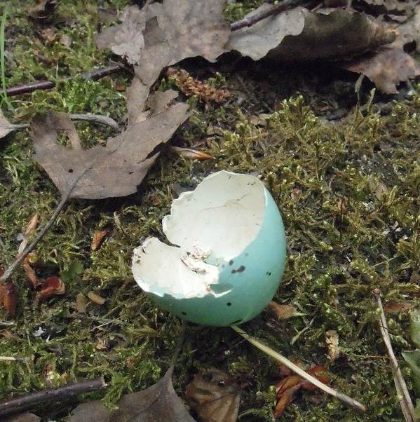 Черная птица-птица-Описание-особенности-кормление-и-размножение-черной-птицы-5