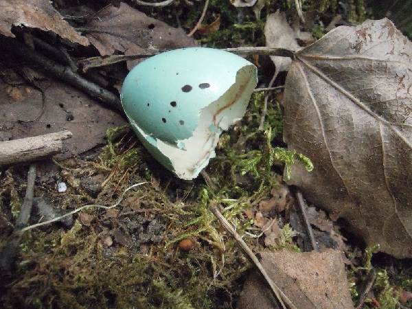 Черная птица-птица-Описание-особенности-кормление-и-размножение-черной-птицы-6