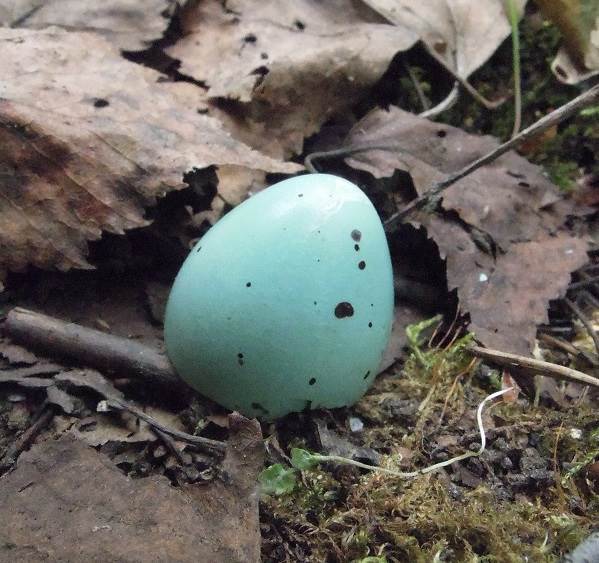 Black-bird-bird-Description-особенности-кормление-и-размножение-черной-птицы-7