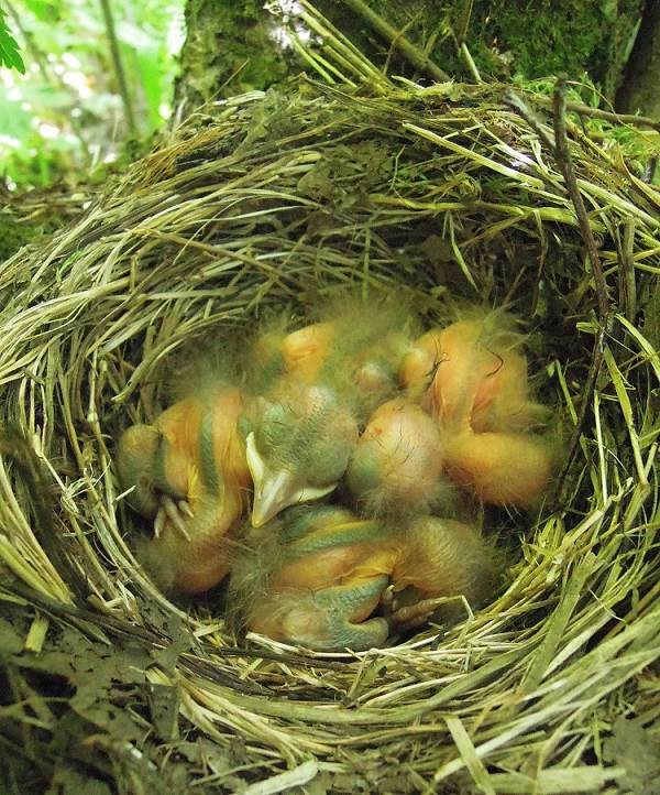 Описание-характеристик-кормления-и-размножения-черной птицы-черной птицы-птицы-8