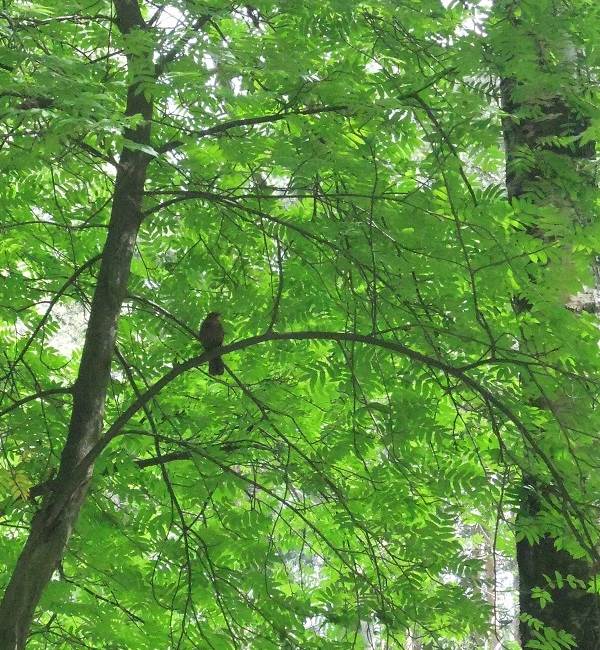 Black-bird-bird-Description-особенности-кормление-и-размножение-черной-птицы-9