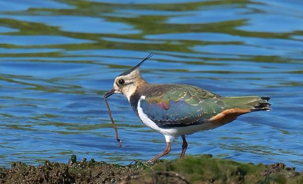 Чибис-птица-Образ-жизни-и-среда-обитания-чибиса-3