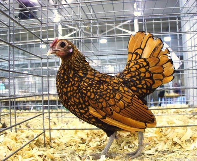 Декоративная курица