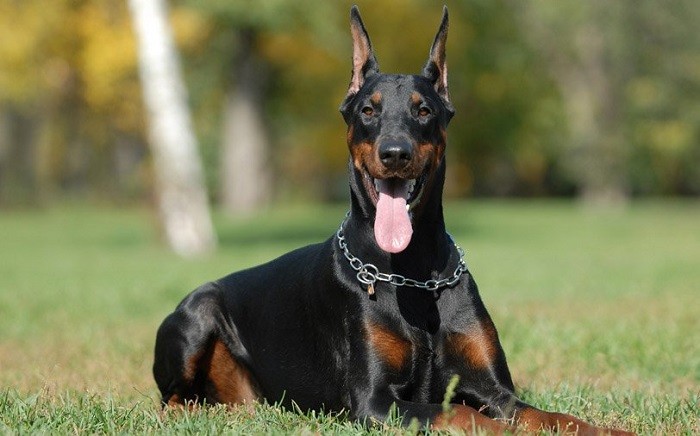 Raseegenskaper Beskrivelse