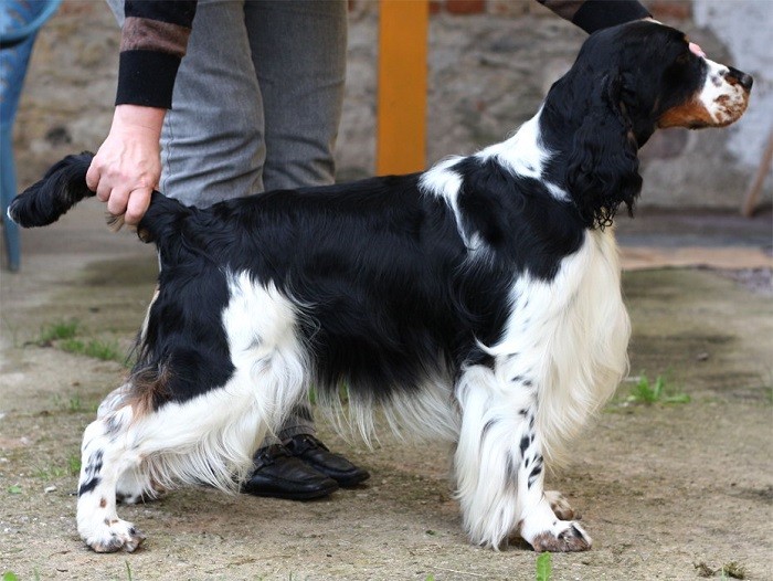 Profesjonell trening Riktig oppdragelse