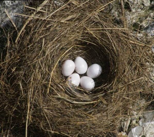 Горихвостка-птица-описание-особенности-вид-образ жизни-и-среда обитания-горихвостка-11