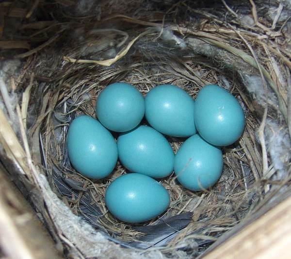 Горихвостка-птица-описание-особенности-вида-образ жизни-и-среда обитания-горихвостки-12