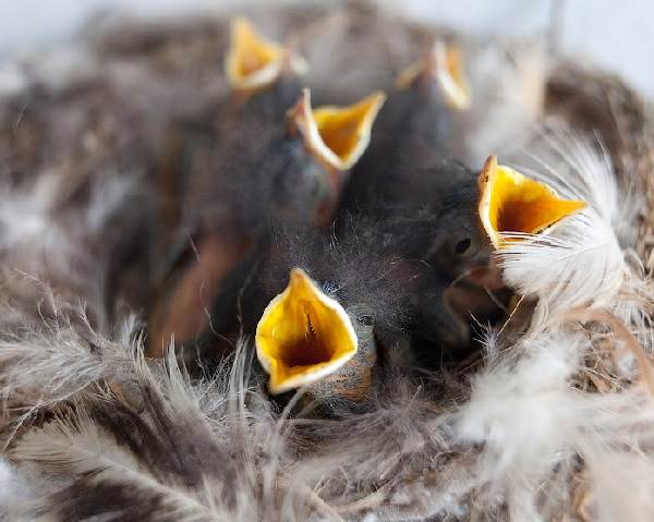 Горихвостка-птица-описание-особенности-виды-образ жизни-и-среда обитания-горихвостки-9
