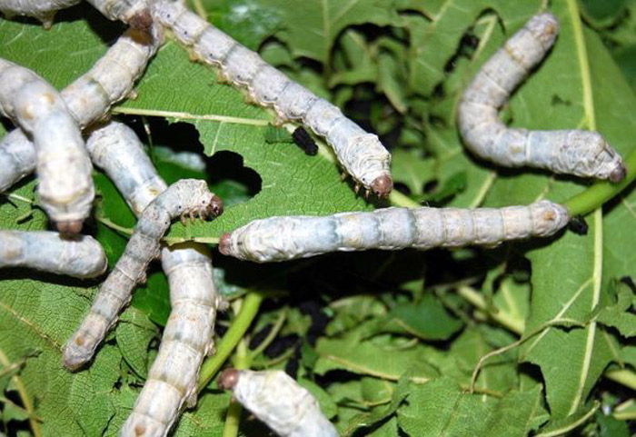 Гусеница тутового шелкопряда: удивительные факты из жизни насекомого