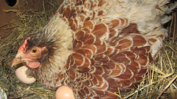 О породе кур Виандот: описание и характеристика, как отличить пол цыпленка