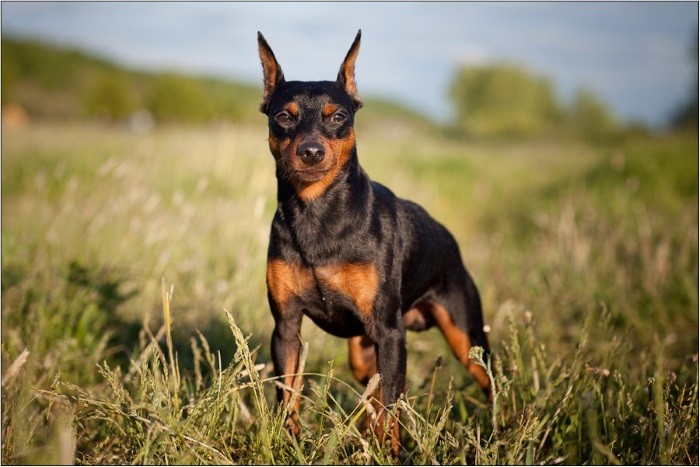 Opprinnelse Miniatyr Dobermann