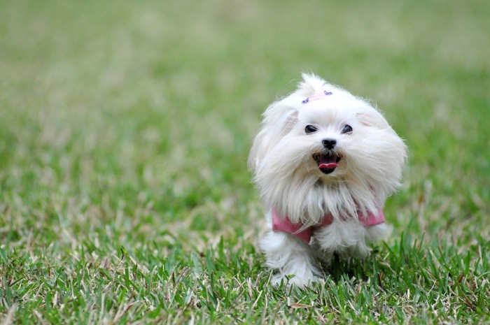 Происхождения породы Первые упоминания о породе