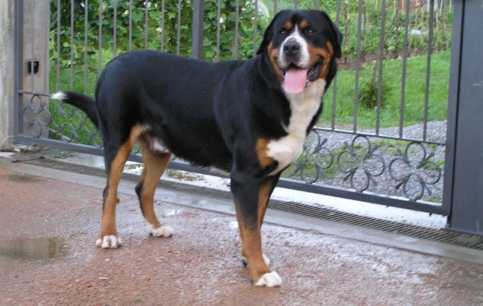 Предки зенненхундов