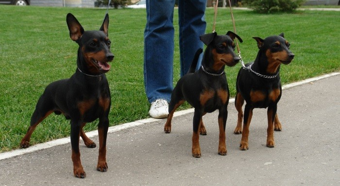 Utseendestandarder Mini Doberman
