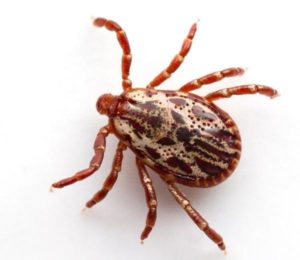 Иксодовый клещ