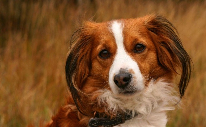 Beskrivelse av rasen Rasestandard