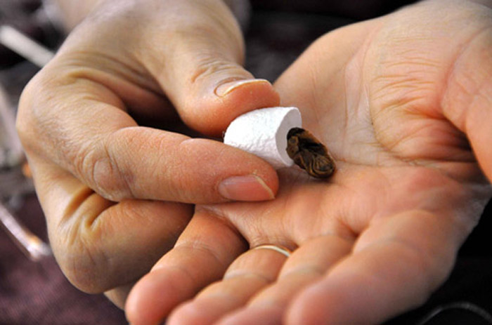 Гусеница тутового шелкопряда: удивительные факты из жизни насекомого