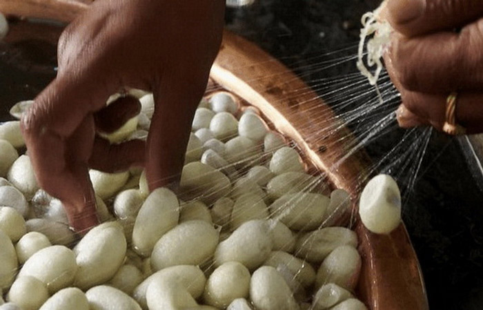 Гусеница тутового шелкопряда: удивительные факты из жизни насекомого