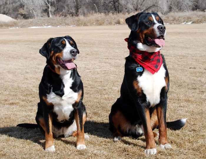 Кормят дважды&nbsp;в день