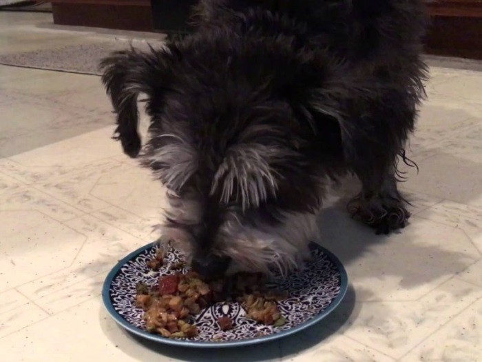 Hvordan mate en hund