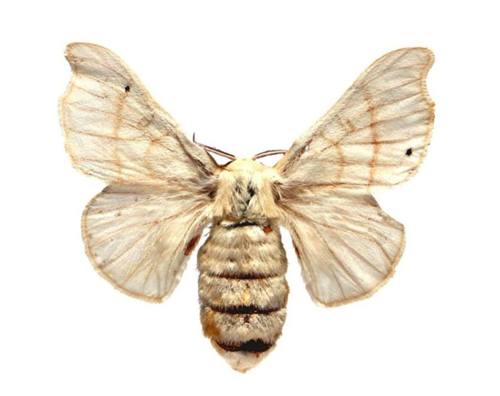 Гусеница тутового шелкопряда: удивительные факты из жизни насекомого