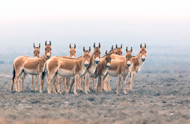Самая главная в стаде азиатских ослов – самка Самая главная в стаде азиатских ослов – самка